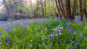 3rd May 2023 - Bluebell wood