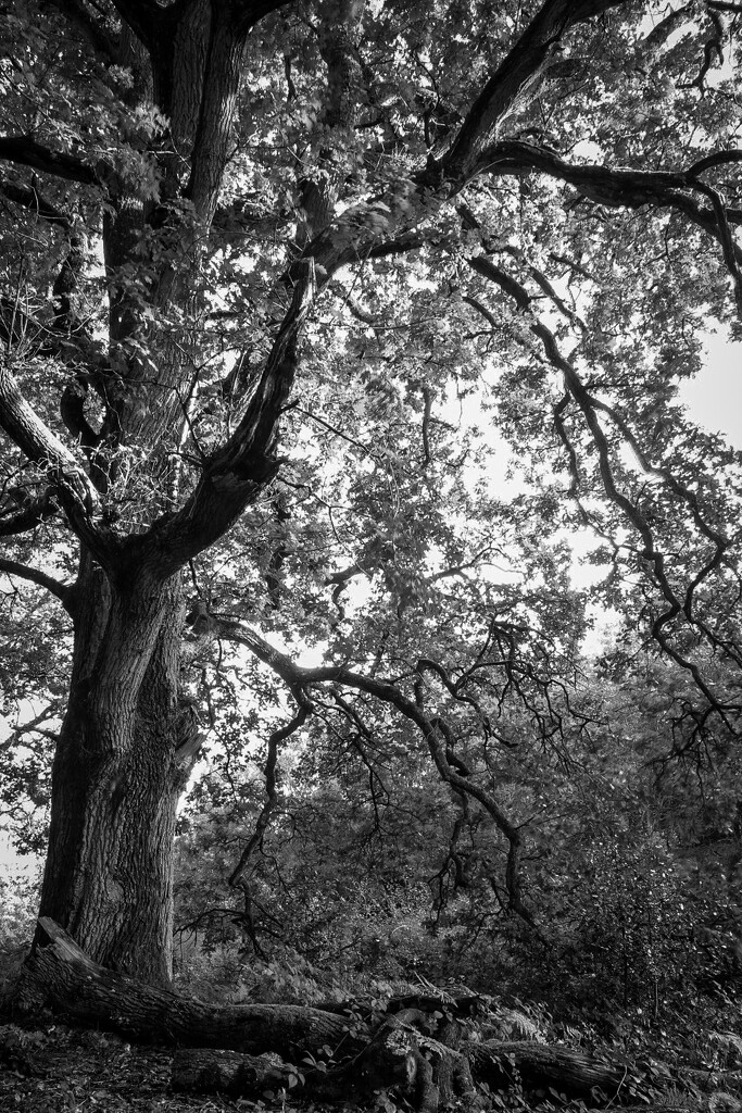 Old Oak by samraw