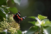 13th Oct 2023 - Red Admiral
