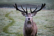 9th Oct 2023 - Stag at Dawn