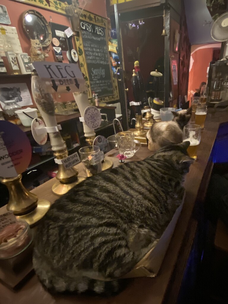 cats on the bar by cam365pix