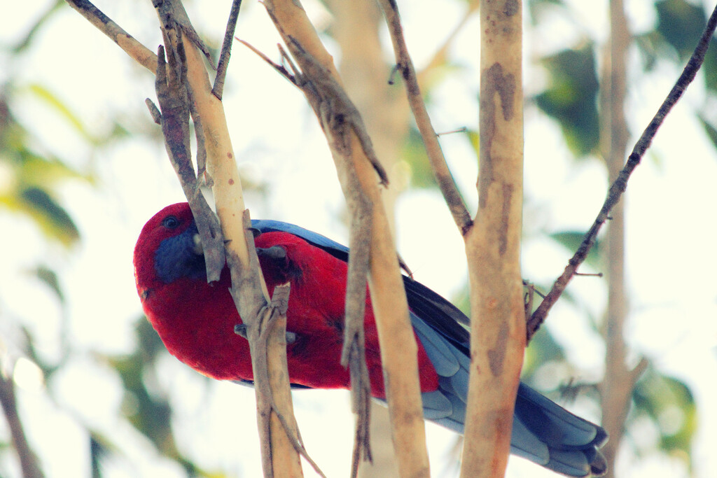 Bird 13 Crimson Rosella by annied