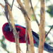 Bird 13 Crimson Rosella by annied