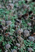 17th Oct 2023 - dried plants