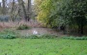 21st Oct 2023 - Pond at the bottom of the orchard