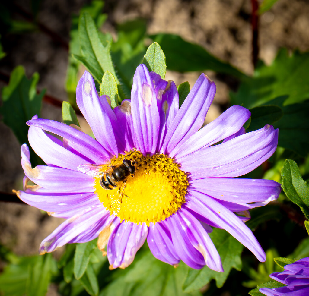 Pollinators  by swillinbillyflynn