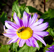 21st Oct 2023 - Pollinators 