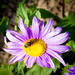 Pollinators  by swillinbillyflynn
