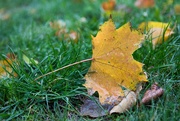 21st Oct 2023 - Maple leaf