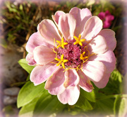 15th Oct 2023 - Zinnia 