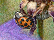 21st Oct 2023 - Ladybird mosaic........