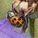 Ladybird mosaic........ by ziggy77