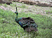 2nd Sep 2023 - peahen