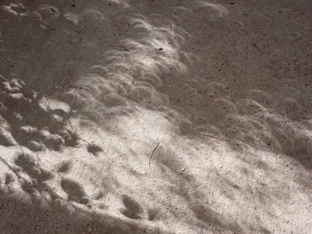 Annular eclipse shadows on my patio 1/2 by matsaleh