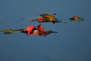 10th Oct 2023 - Autumn is Floating By Us