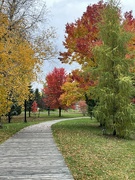 21st Oct 2023 - Fall Colours