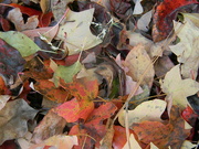 21st Oct 2023 - Leaves in Garbage 
