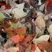 Leaves in Garbage  by sfeldphotos