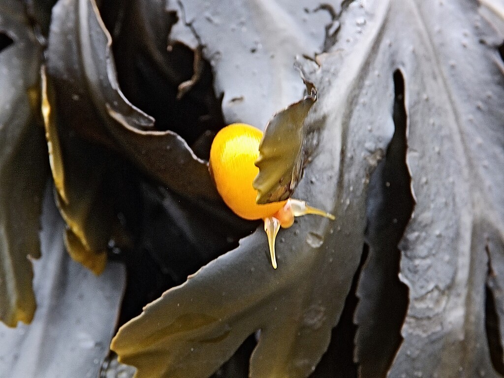 Sea Snail in yellow by ajisaac