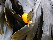 29th Sep 2023 - Sea Snail in yellow