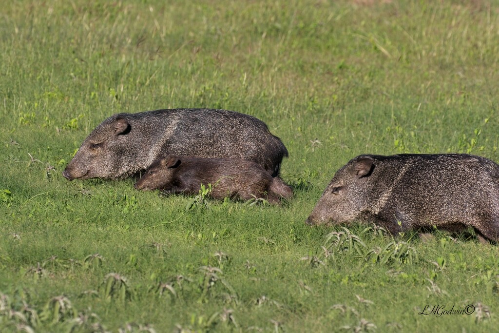 LHG_3030Family ofJavelinas at our campsite at Choke Canyon state park  by rontu