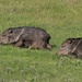 LHG_3030Family ofJavelinas at our campsite at Choke Canyon state park  by rontu