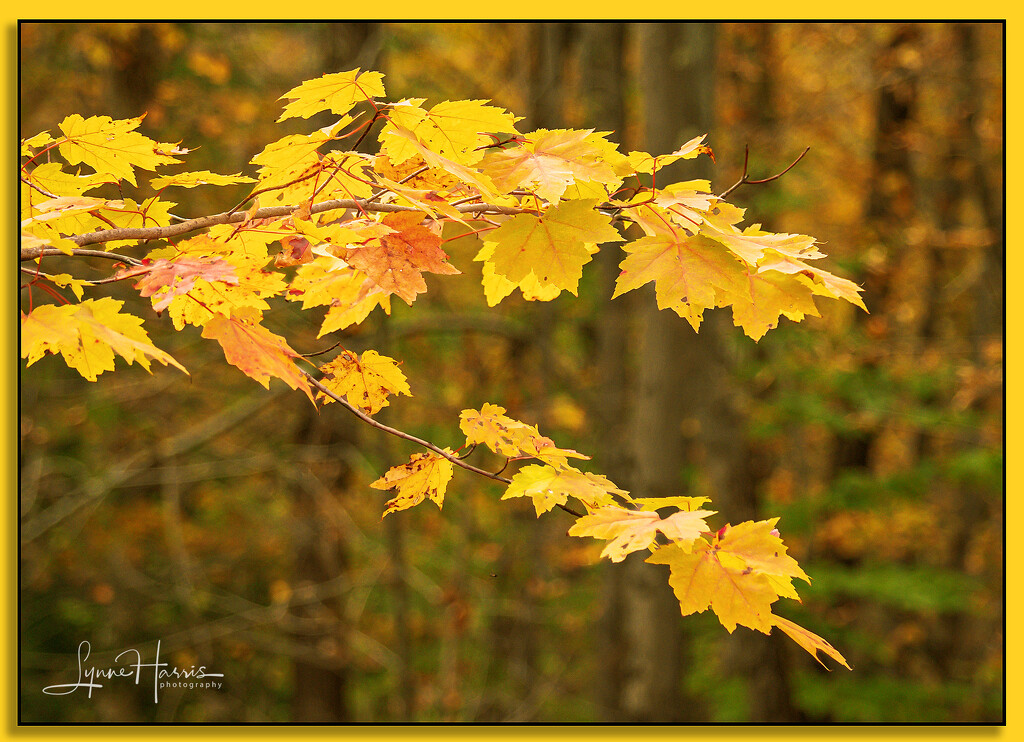 Hello Autumn! by lynne5477
