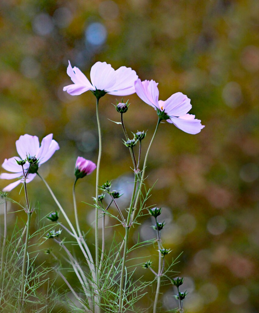 Cosmos And Autumn Bokeh by paintdipper