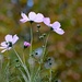 Cosmos And Autumn Bokeh by paintdipper