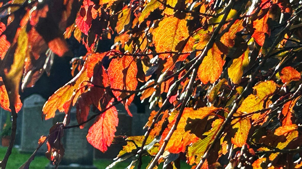 Autumn Colours by carole_sandford
