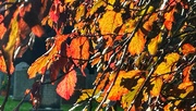 21st Oct 2023 - Autumn Colours