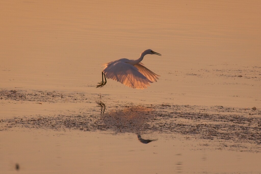 LHG_3713Egrets dance in the sunset  by rontu