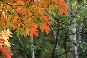 21st Oct 2023 - Sugar Maple