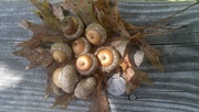 22nd Oct 2023 - Pin oak leaves and acorns...