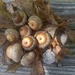 Pin oak leaves and acorns... by marlboromaam