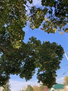 21st Oct 2023 - Leafy Trees 