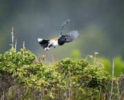 21st Oct 2023 - Spotted Towhee