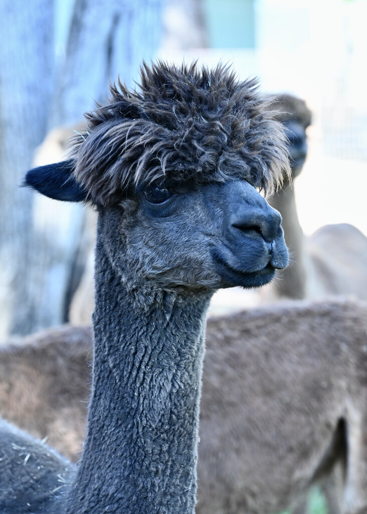 Black Alpaca Male by ososki