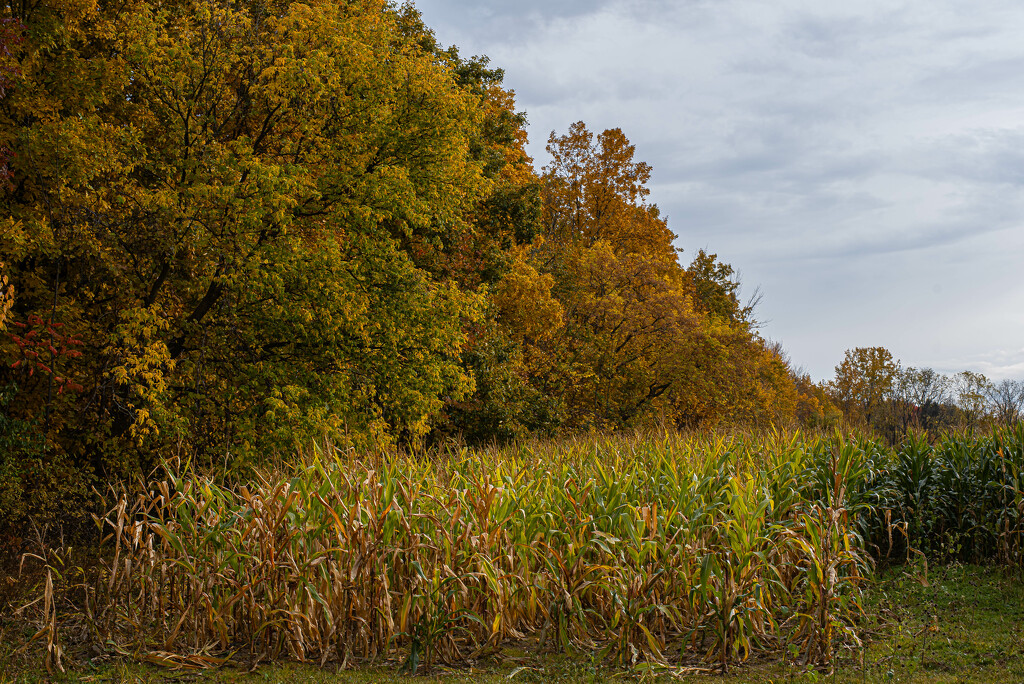 Where the corn meets the trees by darchibald