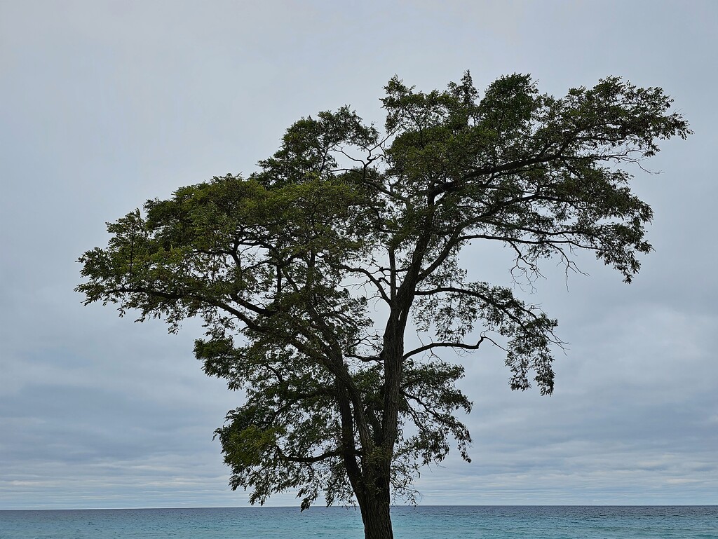 Beach tree by edorreandresen
