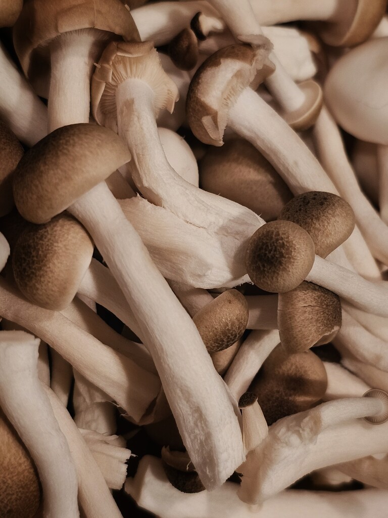 Mushrooms by edorreandresen