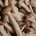 Mushrooms by edorreandresen