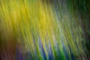 22nd Oct 2023 - Colourful Flowers ICM