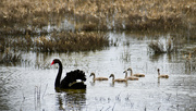 22nd Oct 2023 - Black Swan and Cygents