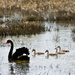Black Swan and Cygents by nannasgotitgoingon
