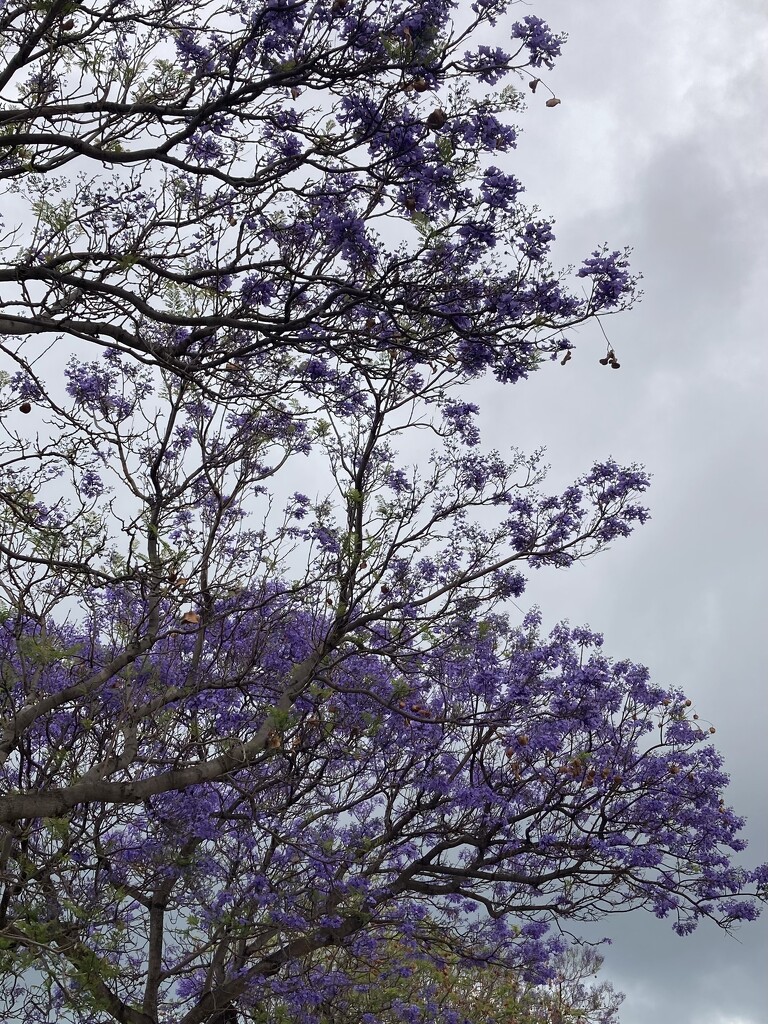 Jacarandas  by narayani