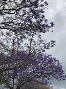 22nd Oct 2023 - Jacarandas 