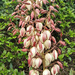 Flowering Yucca by 365projectorgjoworboys