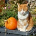 Misty and the only pumpkin we grew on the allotment  by samcat