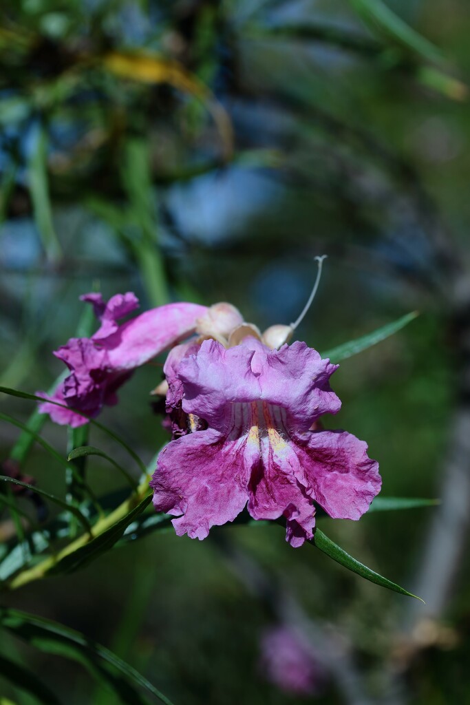 desert willow bloom by blueberry1222